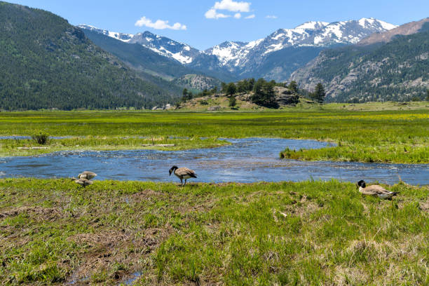 oche al moraine park - una giovane famiglia di oche che riposa e si nutre in una zona umida paludosa lungo il fiume big thompson nel parco moraine del parco nazionale delle montagne rocciose, colorado, usa. - young bird landscape animal bird foto e immagini stock