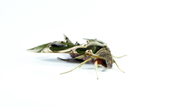 istock Closed up night butterfly have beatifly pattern,Oleander Hawk-moth or Daphnis nerii, Beautiful colored army green moth from rain forest. 1192910709