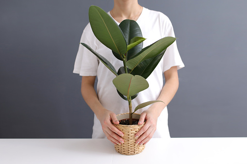 young woman in white t-shirt holds in her hands a wicker pot with a ficus flower. cropped photo. Decorative home plant. Casual lifestyle series in modern scandinavian interior