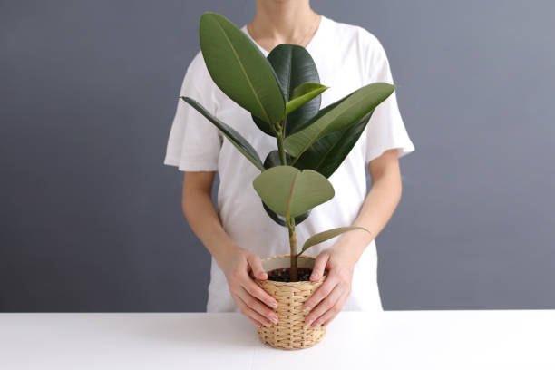 young woman in white t-shirt holds in her hands a wicker pot with a ficus flower. cropped photo. Decorative home plant. Casual lifestyle series in modern scandinavian interior young woman in white t-shirt holds in her hands a wicker pot with a ficus flower. cropped photo. Decorative home plant. Casual lifestyle series in modern scandinavian interior indian rubber houseplant stock pictures, royalty-free photos & images
