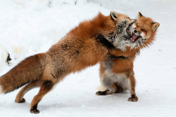 le volpi brune combattevano l'una contro l'altra per il cibo durante lo snowing - cane morde coda foto e immagini stock