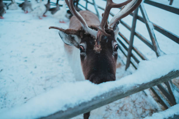 istock Beautiful reindeer in the ethnic park Nomad 1192911006