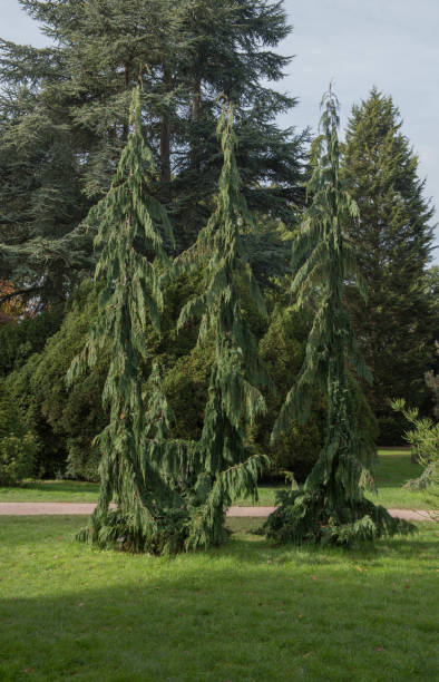 istock Weeping Evergreen Conifer Nootka Cypress Tree (Xanthocyparis nootkatensis 'Pendula') in a Park in Rural Devon, England, UK 1192911070