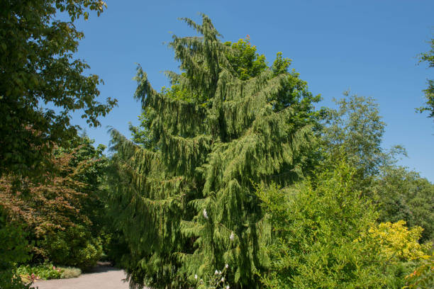 istock Weeping Evergreen Conifer Nootka Cypress Tree (Xanthocyparis nootkatensis 'Pendula') in a Park in Rural Devon, England, UK 1192911072