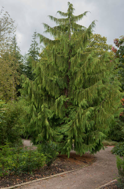 weeping evergreen conifer nootka cypress tree (xanthocyparis nootkatensis 'pendula') dans un parc dans le devon rural, angleterre, royaume-uni - cypress tree photos photos et images de collection