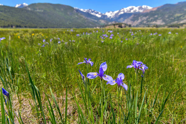 Rocky Mountain Iris - A bunch of fresh blue Rocky Mountain Iris blooming under the bright Spring sunlight at Moraine Park in Rocky Mountain National Park, Colorado, USA. A bunch of fresh blue Rocky Mountain Iris blooming under the bright Spring sunlight at Moraine Park in Rocky Mountain National Park, Colorado, USA. estes park stock pictures, royalty-free photos & images