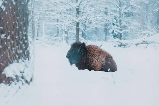 Bison on the forest background and snow. Adult Wild European Brown Bison or Bison Bonasus In Winter Time. Wild European Wood Bison in Prioksko-Terrasny Biosphere Reserve, UNESCO Heritage in Russia