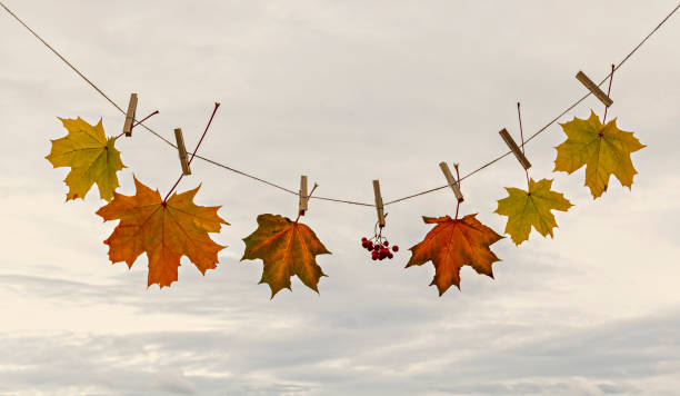 istock Autumnal maple leaves on a line with clothespin 1192912744