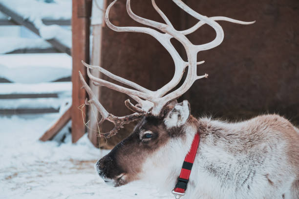 istock Beautiful reindeer in the ethnic park Nomad 1192913398