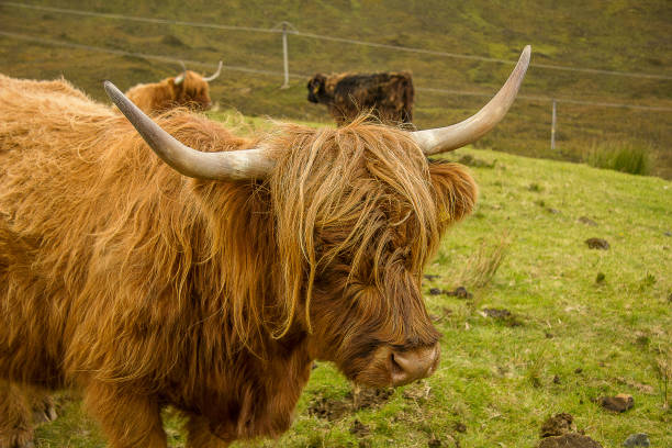 istock Highland Cows Hebrides Scotland UK 1192913844
