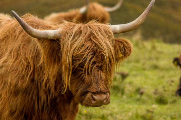 istock Highland Cows Hebrides Scotland UK 1192913868