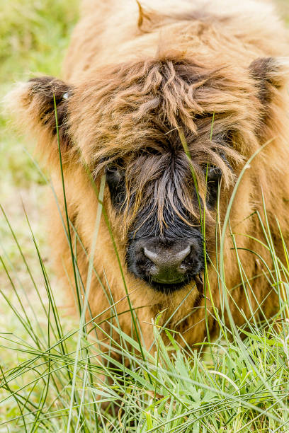 istock Highland Cows Hebrides Scotland UK 1192913915