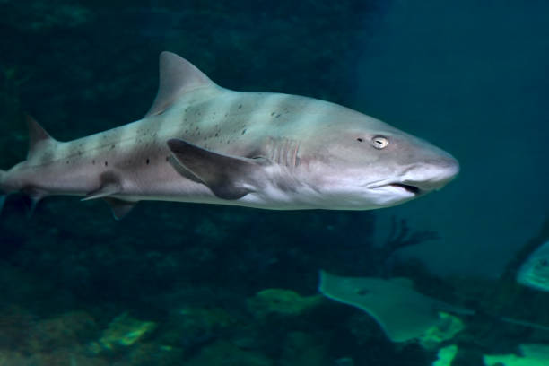 istock Shark in sea water 1192914026