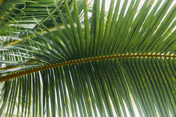 istock Palm tree branch in the jungle 1192914905