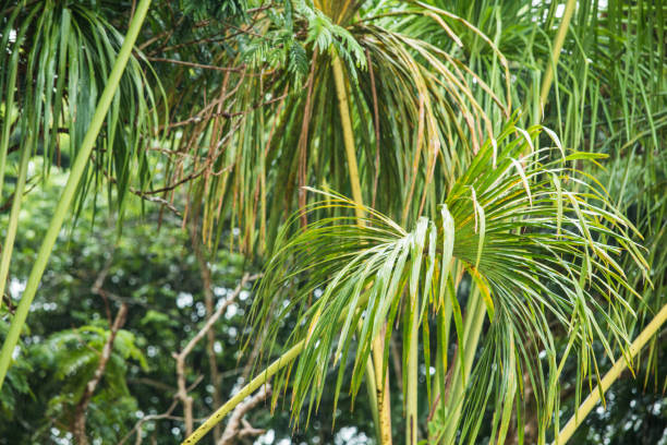 Tropical plants in the jungle, rainy season.
