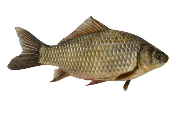 istock One golden crucian on a white background 1192915074
