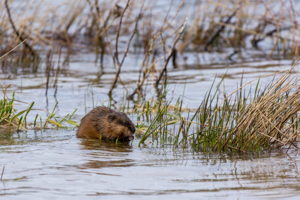 Muskrat eating vegetation A muskrat (Ondatra zibethicus) eating aquatic vegetation. ondatra zibethicus stock pictures, royalty-free photos & images
