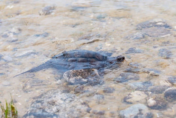 istock A Common Snapping Turtle (Chelydra serpentina) in Grand Traverse Bay, Michigan, USA. 1192915638