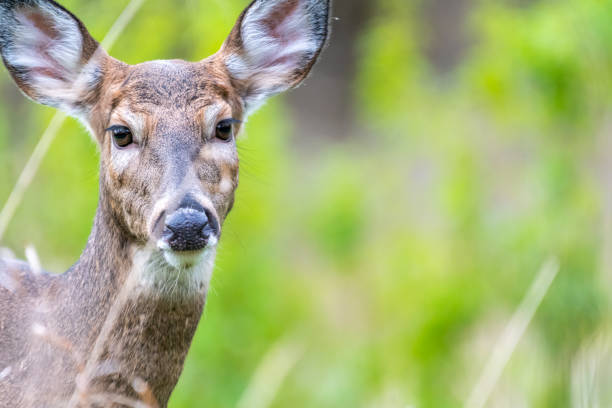 istock A closeup of a female white-tailed deer doe 1192915699