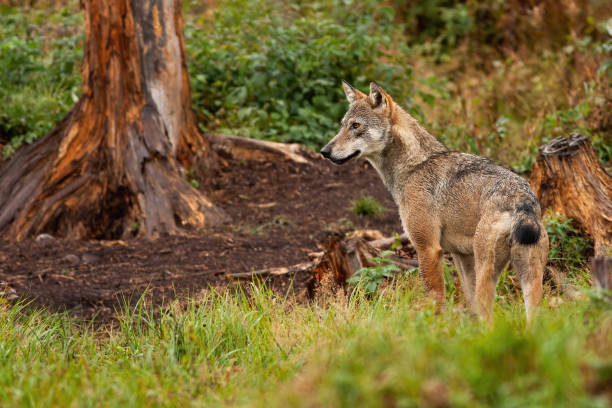 istock A solitary grey wolf observing the enchanting forest. 1192916693