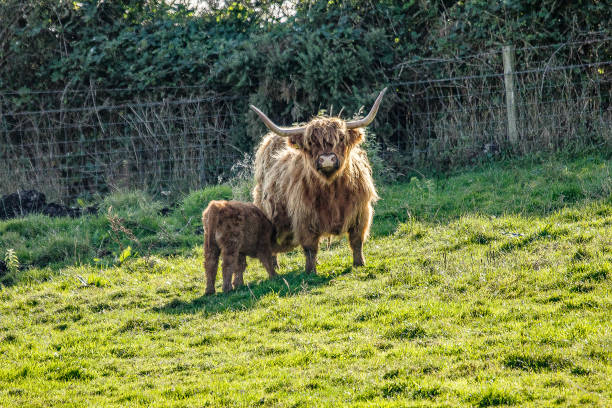istock Highland Cows Hebrides Scotland UK 1192916816