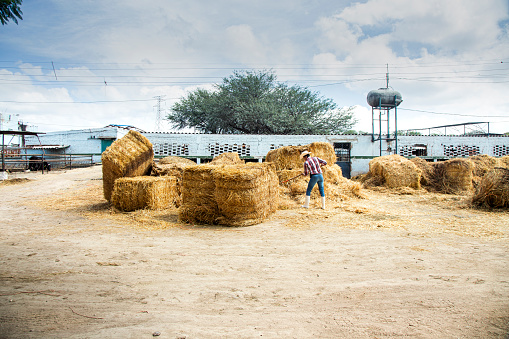 Farmer on a cow farm in Mexico