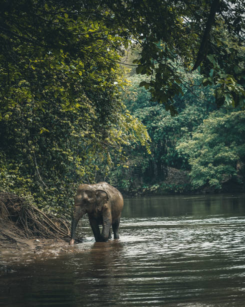 ジャングルを歩くタイゾウ - kanchanaburi province ストックフォトと画像