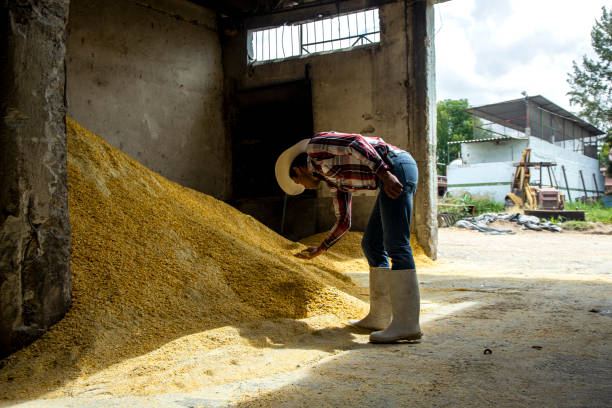 istock Farmer on cow farm in Mexico 1192917237