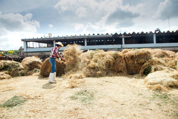 Farmer on a cow farm in Mexico