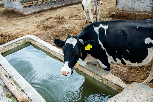 Cow farm in Mexico