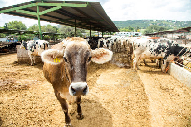 istock Cow farm in Mexico 1192917771
