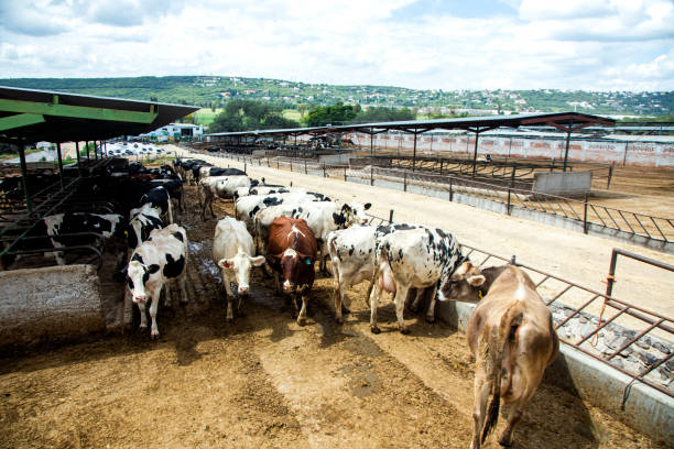 istock Cow farm in Mexico 1192917915