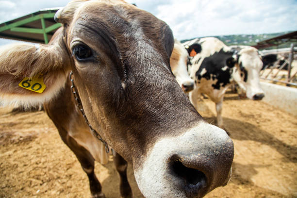 istock Cow farm in Mexico 1192917944