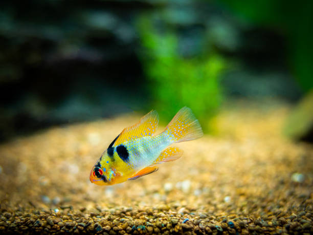 ram cichlid (Mikrogeophagus ramirezi) in a fish tank ram cichlid (Mikrogeophagus ramirezi) in a fish tank blue ram fish stock pictures, royalty-free photos & images