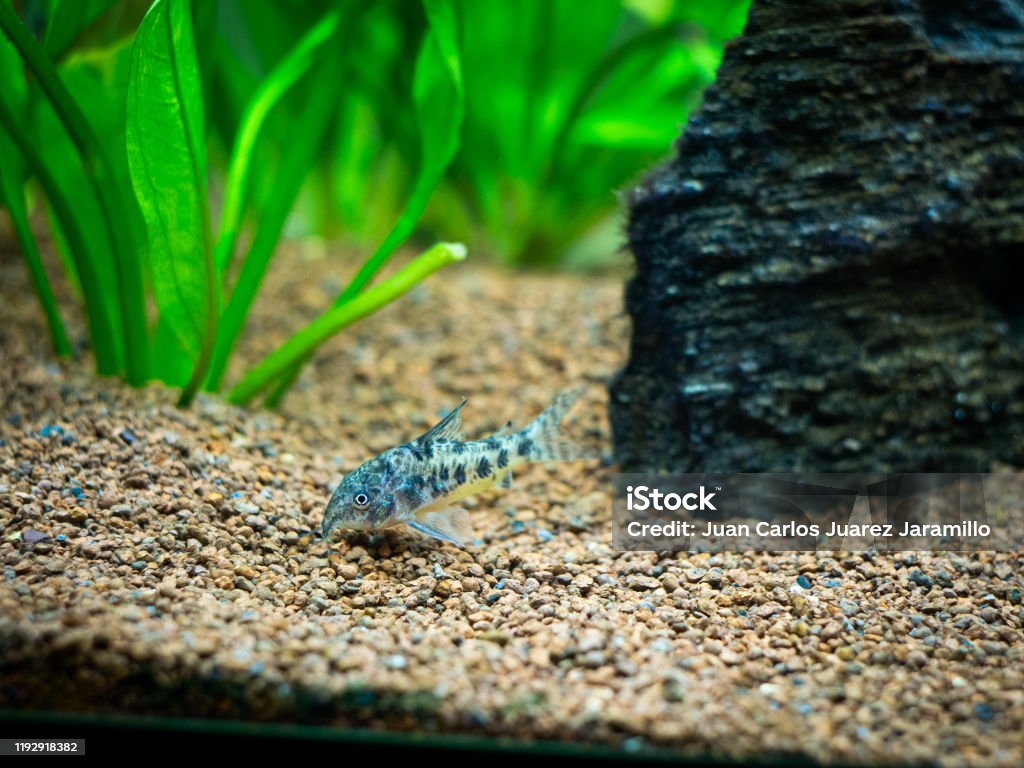斑駁的寇里朵拉（寇里朵拉古阿圖斯）在魚缸 - 免版稅動物圖庫照片