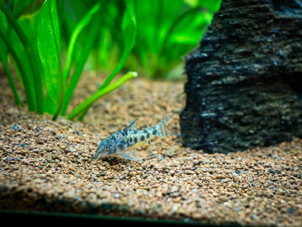 斑駁的寇里朵拉（寇里朵拉 古阿圖斯）在魚缸 - leopard tank 個照片及圖片檔