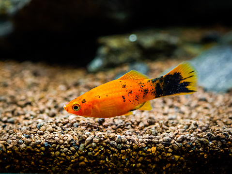 Red Wagtail Platy (Xiphophorus maculatus) in a fish tank