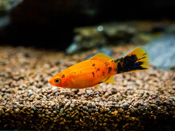 Red Wagtail Platy (Xiphophorus maculatus) in a fish tank