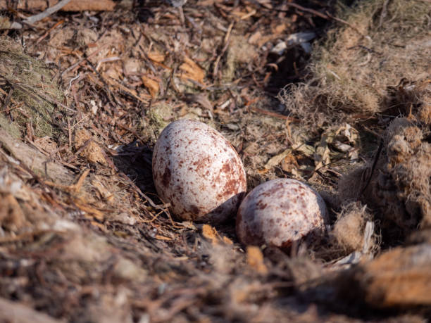 istock Osprey eggs on Hawar Islands in the Arabian Gulf 1192918457