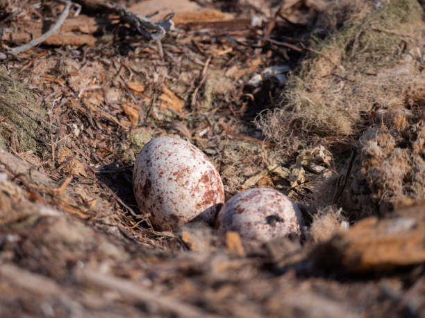 istock Osprey eggs on Hawar Islands in the Arabian Gulf 1192918487