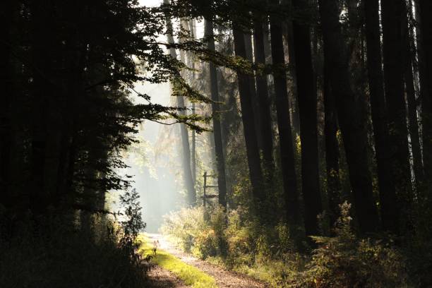 istock Country road at dawn 1192920509