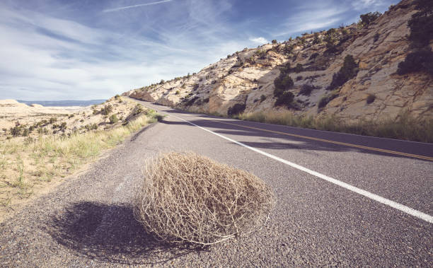 Tumbleweed on a road, color toning applied, USA.
