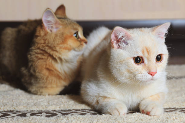 dwa koty domowe - scottish fold zdjęcia i obrazy z banku zdjęć