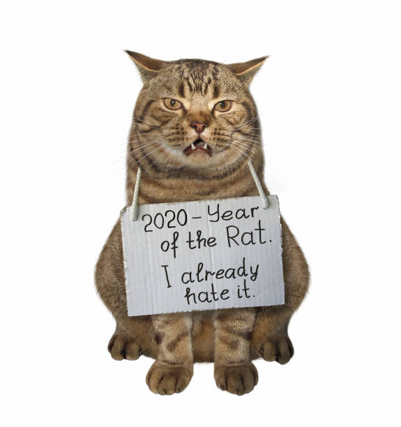 istock Cat with sign around its neck 1192921775
