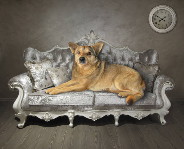 The beige dog is lying on a stylish grey sofa at home.