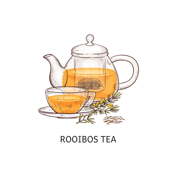 Rooibos tea drawing - glass teapot and teacup filled with traditional natural drink Rooibos tea drawing - glass teapot and teacup filled with traditional natural drink with orange color, brown and yellow plant twig made into hot beverage - isolated hand drawn vector illustration vector food branch twig stock illustrations