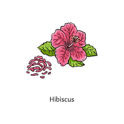 Ilustración de Hibiscus Dibujo De Flores Hermosa Flor De La Planta Rosa Con  Hojas Verdes y más Vectores Libres de Derechos de Croquis - iStock
