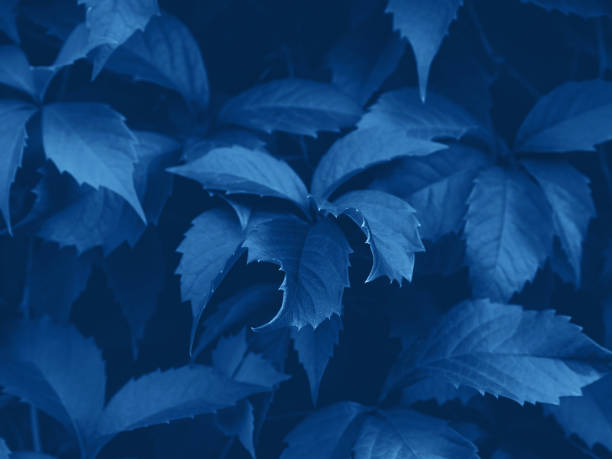 istock 2020 Classic blue foliage botanical background. 1192926292