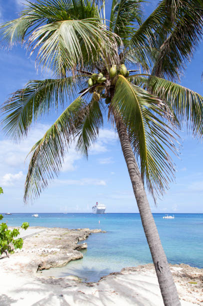 istock Grand Cayman Beach Palm Tree 1192927663