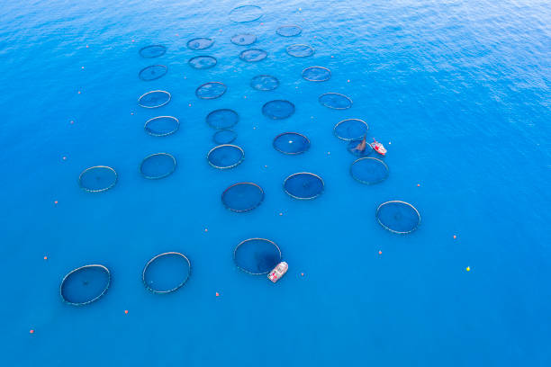 istock Aerial view of fish farm 1192927699